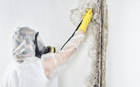 Best Black Mold Removal  in White Mountain Lake, AZ